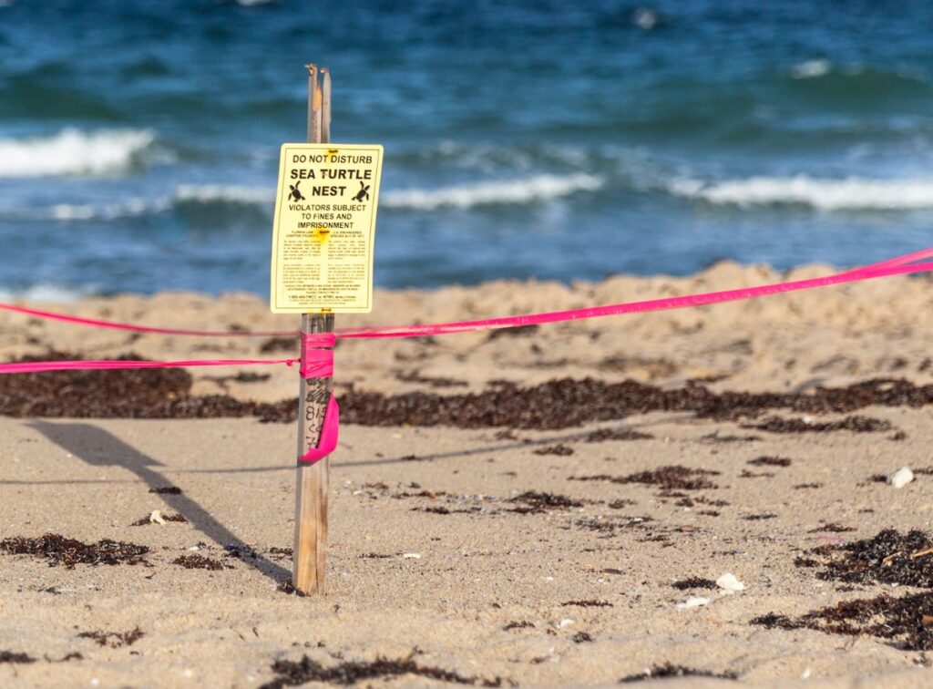 Sea Turtle Lighting Rules: Brevard COA Compliance Made Simple